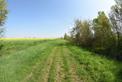 Trees on grassy field against clear sky