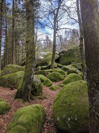 View of trees in forest