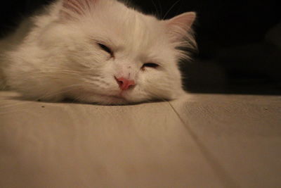 Close-up of cat sleeping