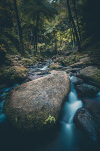 Scenic view of river in forest