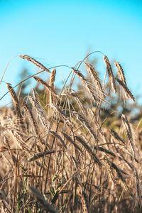 Close-up of stalks in field against clear sky