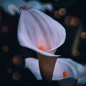 Calla lily flower plant