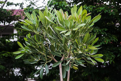 Close-up of fresh green plant