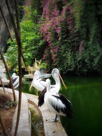 Bird in a lake