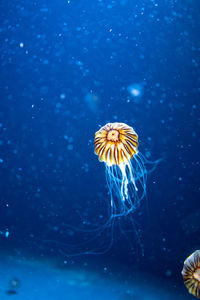 Close-up of jellyfish swimming in sea