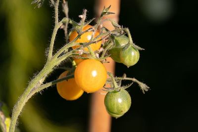 Close-up of tomatoes growing on tree
