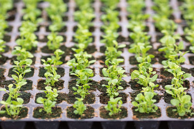 Close-up of potted plants