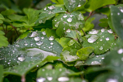 Close-up of wet plants