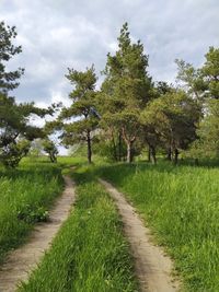 Road amidst plants and trees against sky