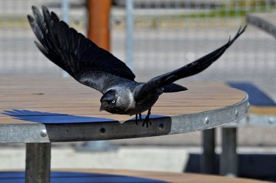 Close-up of a bird flying over wooden railing