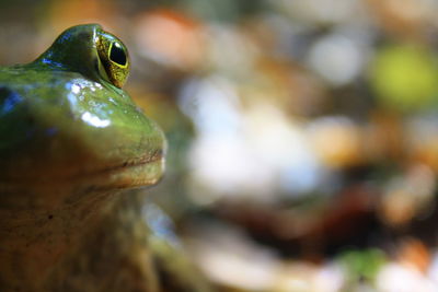 Close-up of lizard