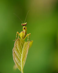 Close-up of insect on leaf