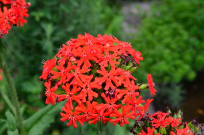 Close-up of red flowering plant in park