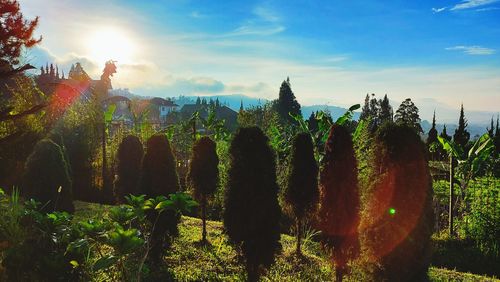 Panoramic view of trees on landscape against sky