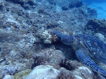 View of turtle in sea