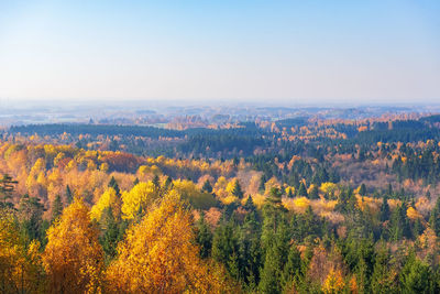 Beautiful autumn colors in the forest to the horizon