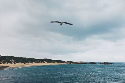 Seagull flying over sea