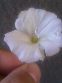 Close-up of white flowers