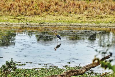 Reflection of gray heron on lake