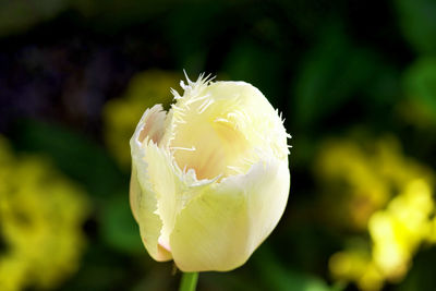 Close-up of white rose flower