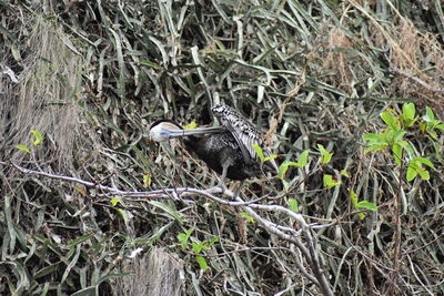 Bird perching on a field