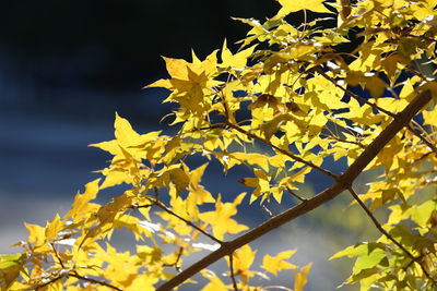 Low angle view of yellow flowering plant against sky