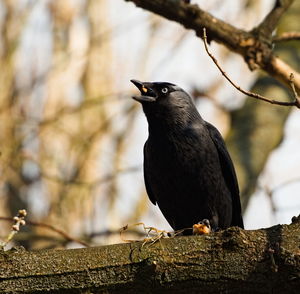 The western jackdaw coloeus monedula. eurasian jackdaw in the park. european jackdaw on the tree