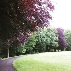 Road passing through trees