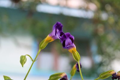 Close-up of purple flowering plant