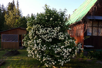 Flowering plants and trees by building against clear sky