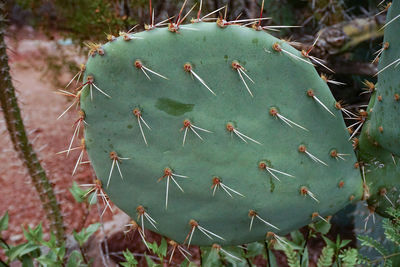 High angle view of succulent plants