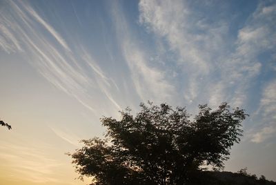 Low angle view of silhouette tree against sky