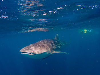 Fish swimming in sea