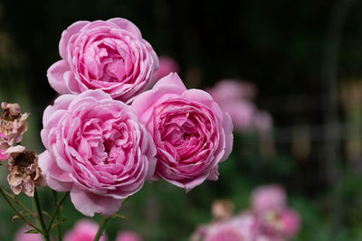 Close-up of pink rose