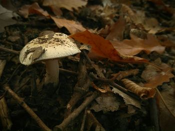 Close-up of mushroom on the ground