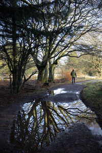 Rear view of man walking amidst trees