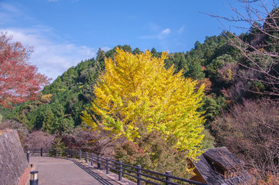 Trees and yellow flowers against sky during autumn