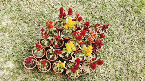 High angle view of flowers on field