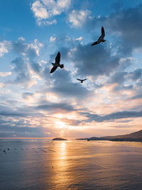 Seagulls flying over sea against sky during sunset