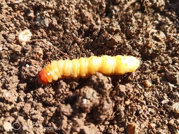 Close-up of insect on yellow land