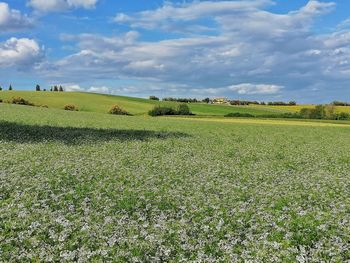 Scenic view of field against sky