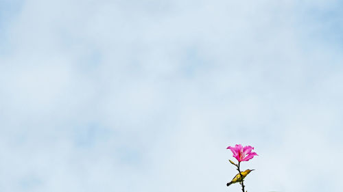 Close-up of flower against sky