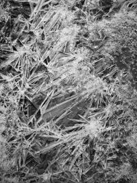 Full frame shot of plants on land