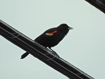 Low angle view of bird perching on metal