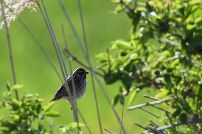 Bird perching on a plant