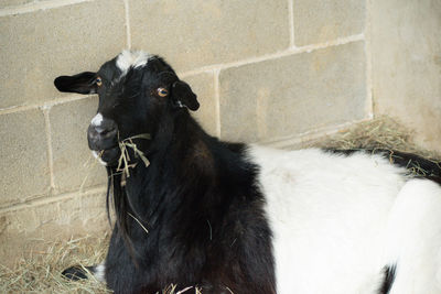 High angle view of goat standing by wall