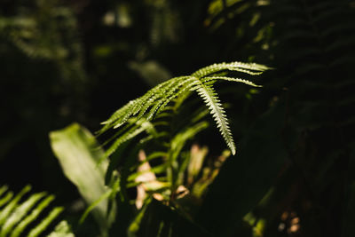 Background green fern leaves in nature forest.