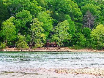 Scenic view of forest