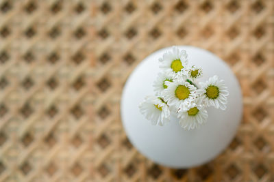 Close-up of white flowers