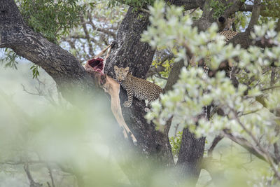 View of lizard on tree trunk